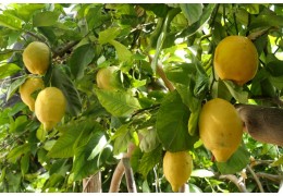 Il Limone di Amalfi: lo Sfusato Amalfitano